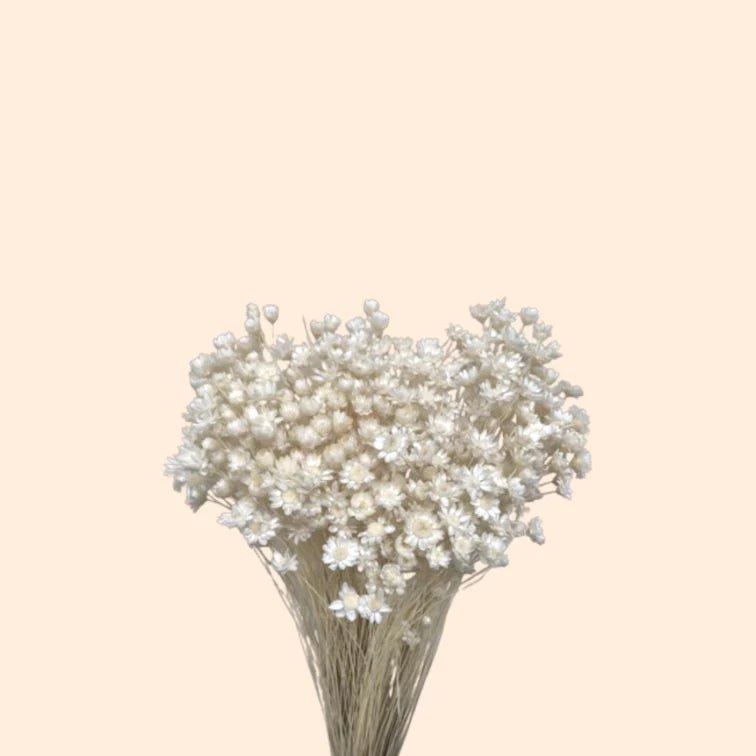 Dried Star Flower - Forgetmenot