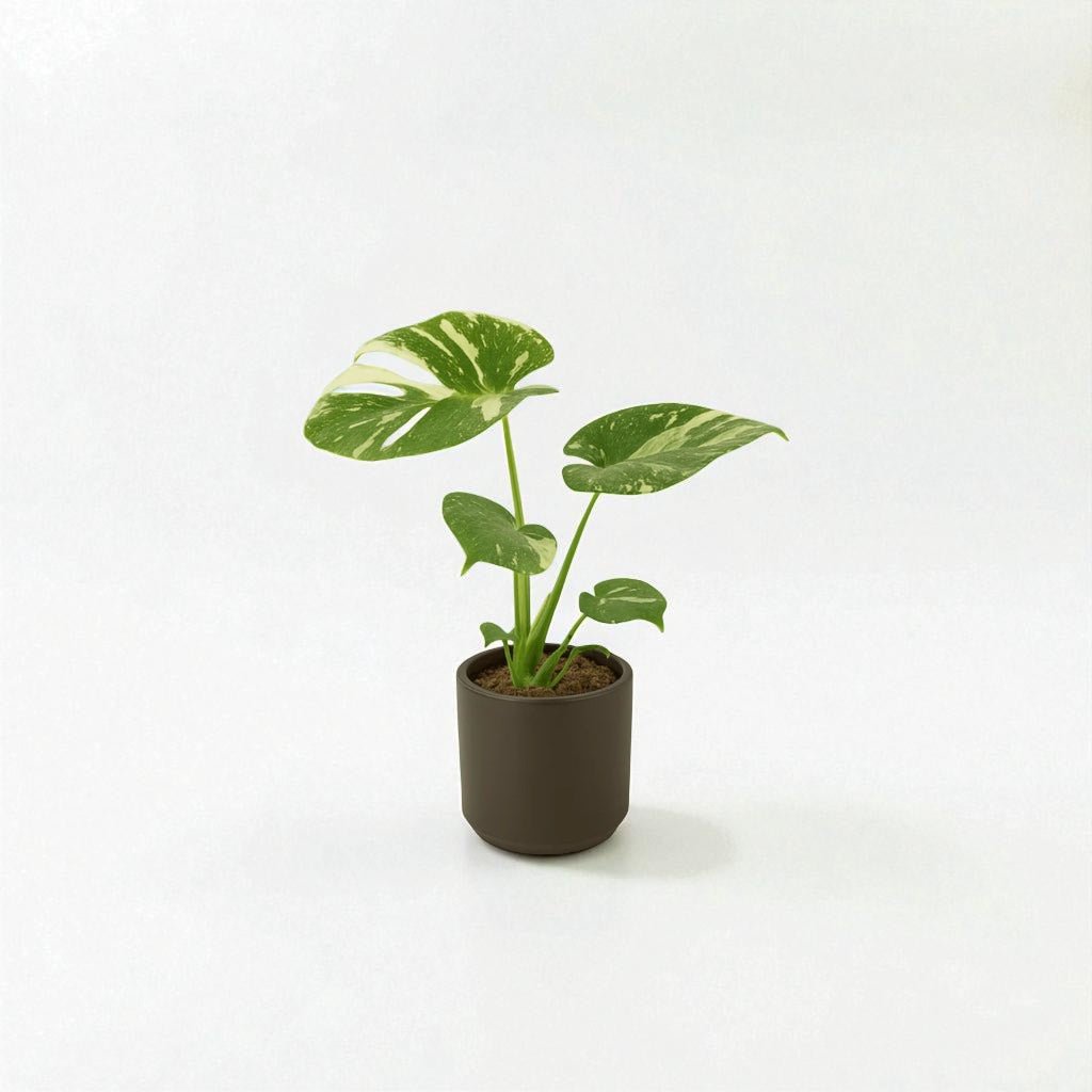 Monstera Thai Constellation Pot Plant - Forgetmenot