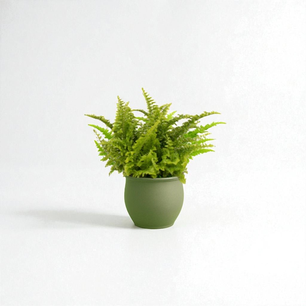 Nephrolepis Fluffy Ruffles Pot Plant - Forgetmenot