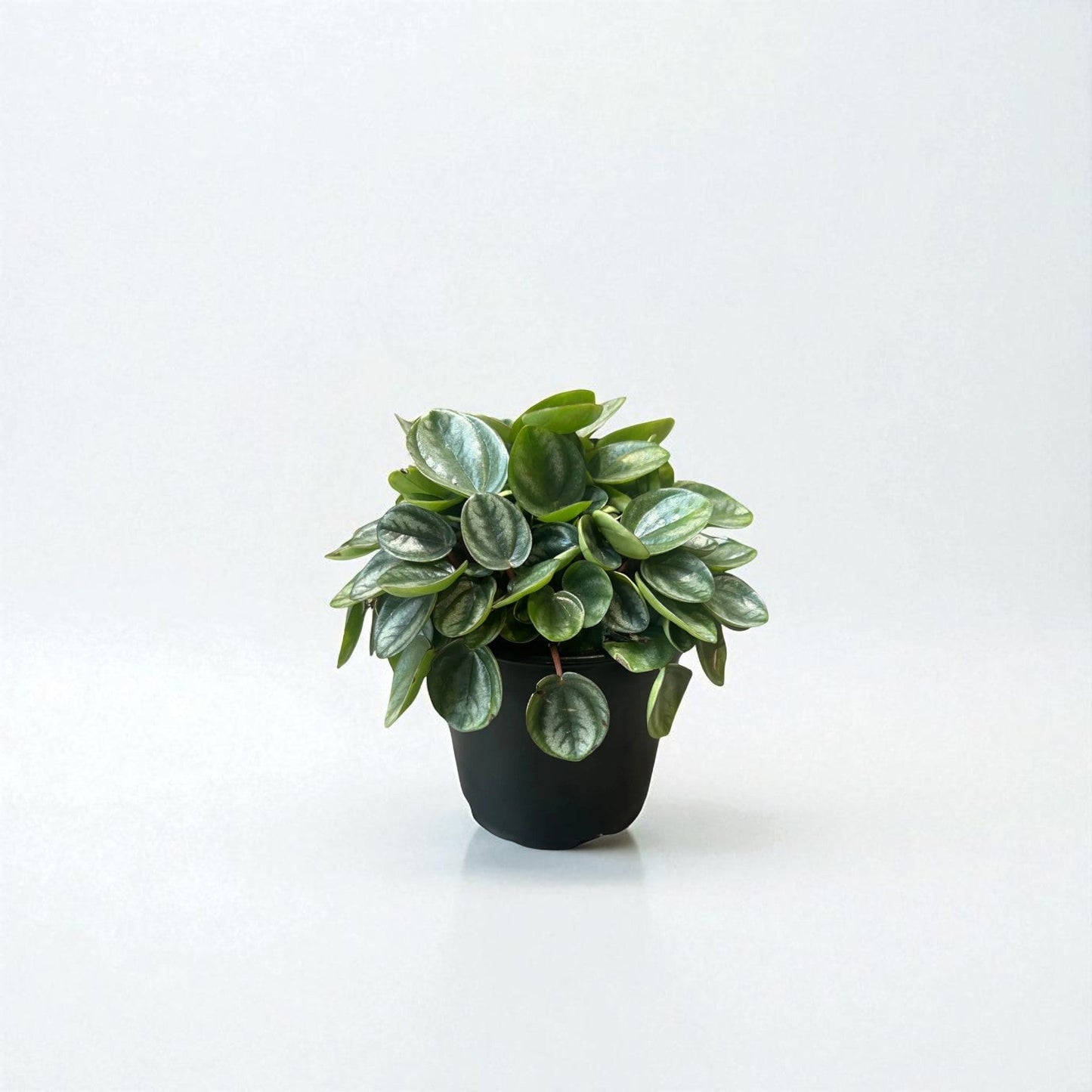Peperomia Royal Princess Pot Plant - Forgetmenot