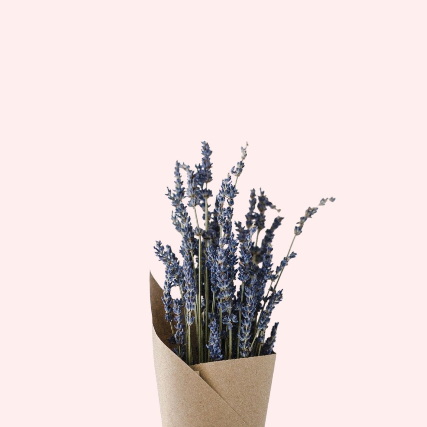 Preserved Lavender - Forgetmenot