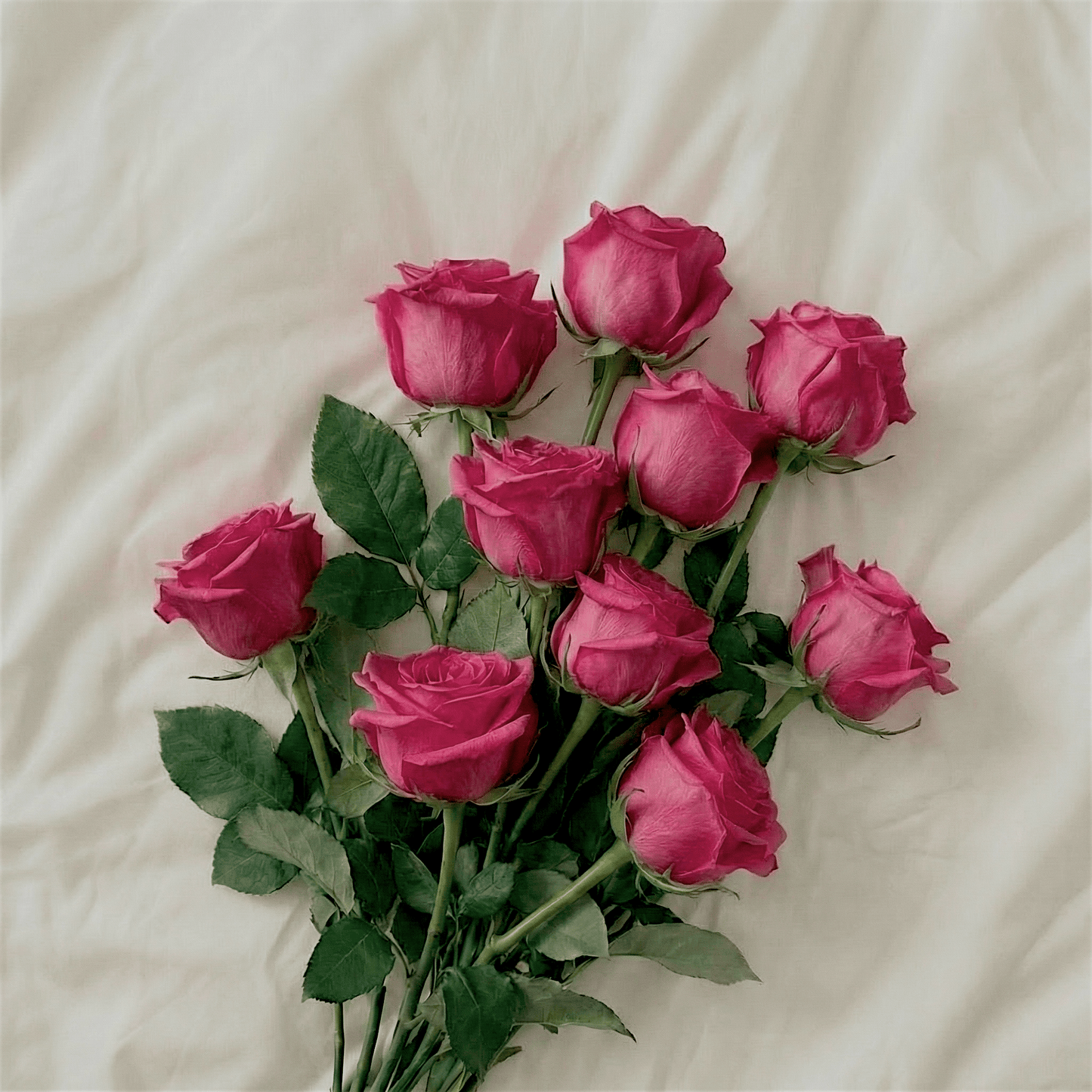 Romantic Pink Roses - GIFTA.