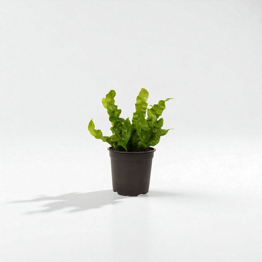 Asplenium Crispy Wave Pot Plant