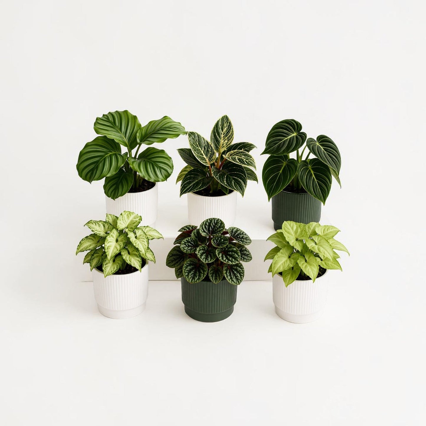 Assorted Indoor Plant Collection - GIFTA.