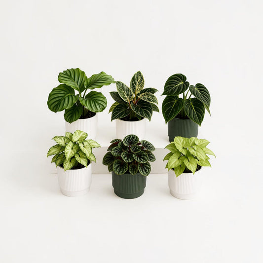 Assorted Indoor Plant Collection - GIFTA.