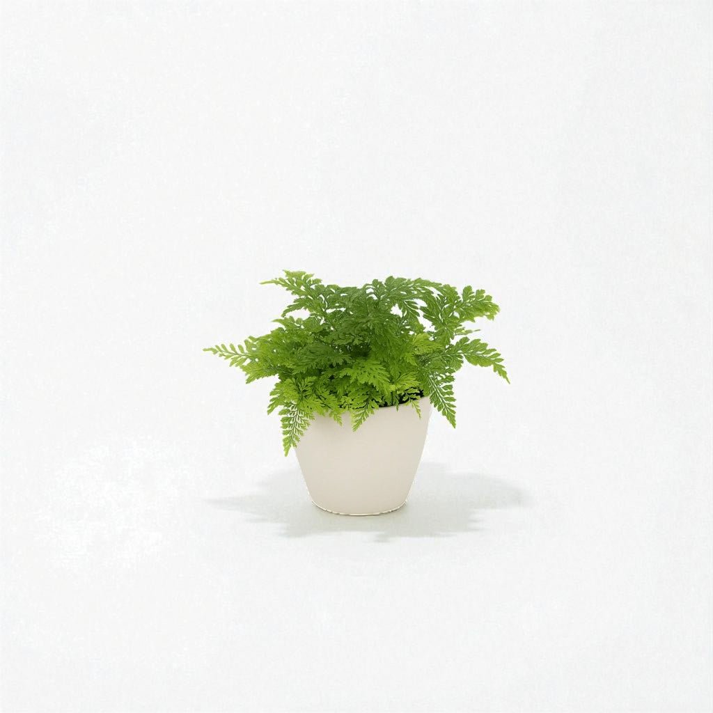 Davallia Rabbit's Foot Fern Pot Plant