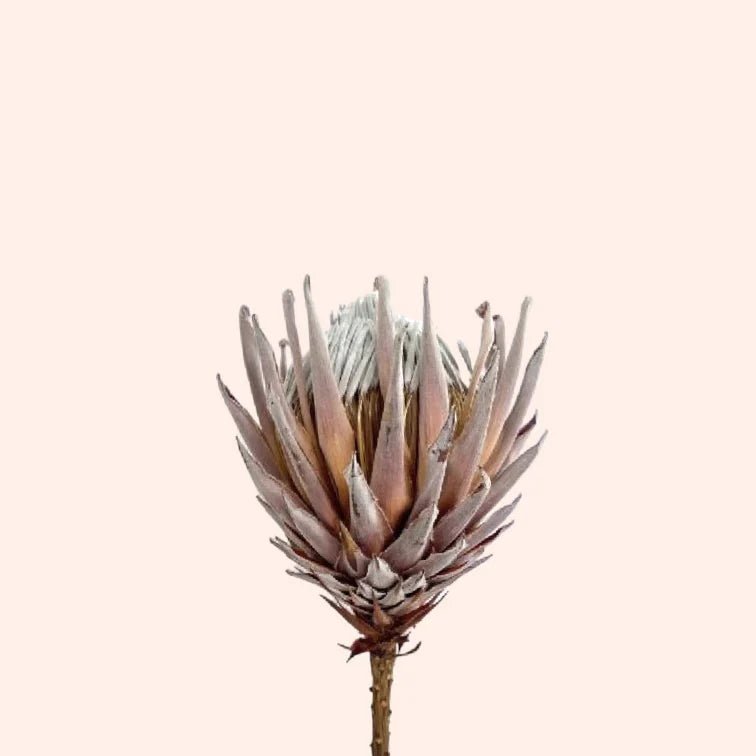 Dried King Protea
