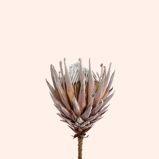 Dried King Protea - Forgetmenot