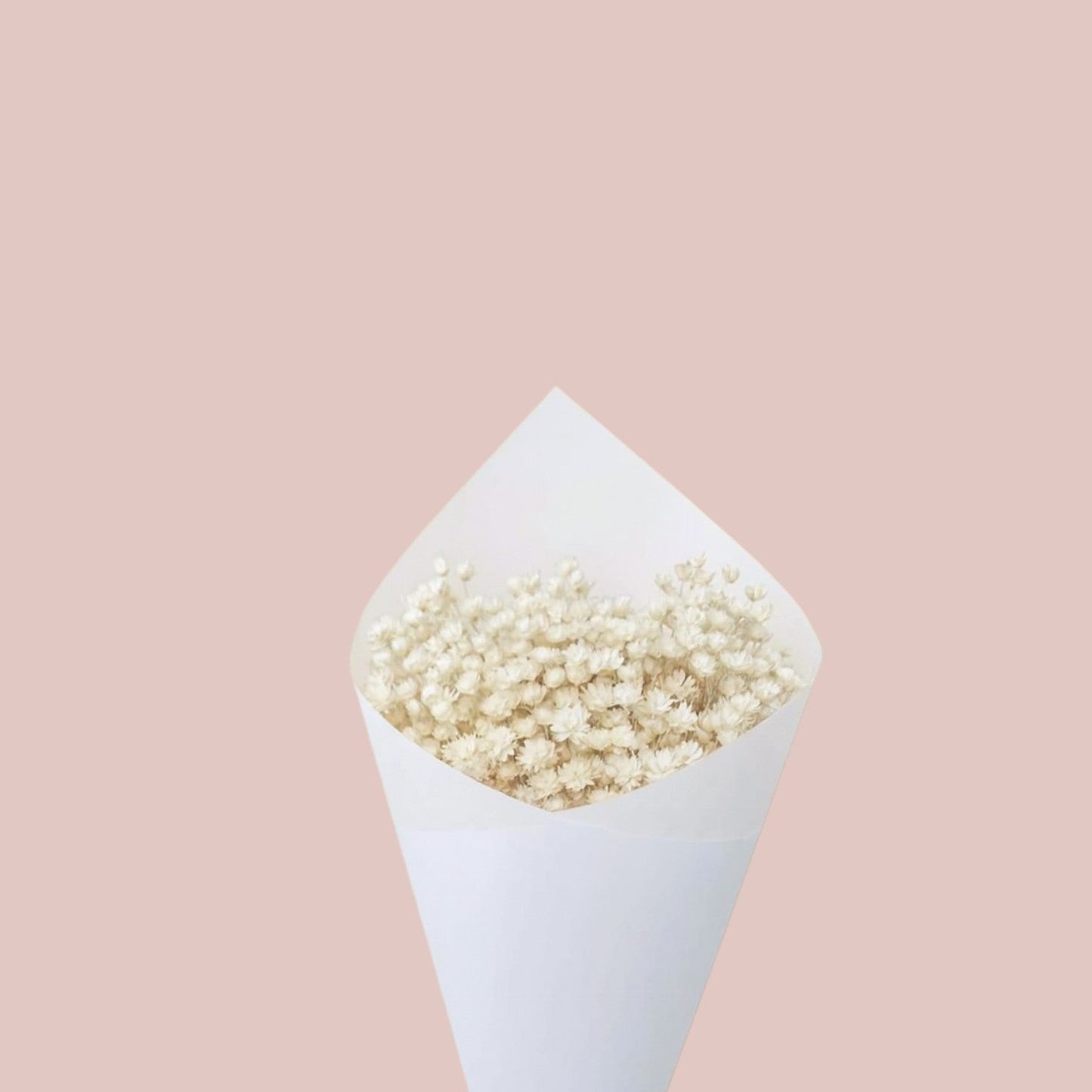 Dried Star Flower - Forgetmenot