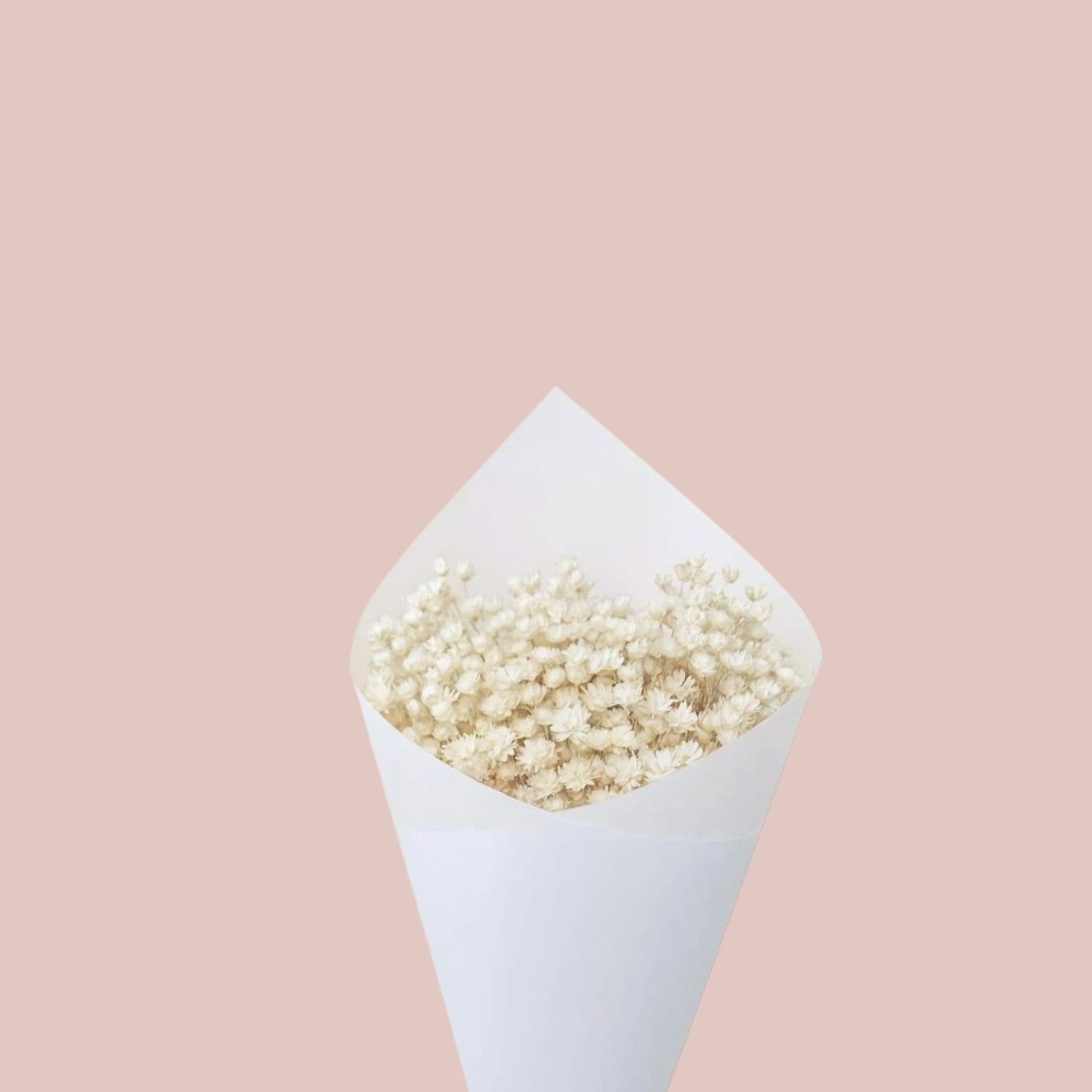 Dried Star Flower - Forgetmenot