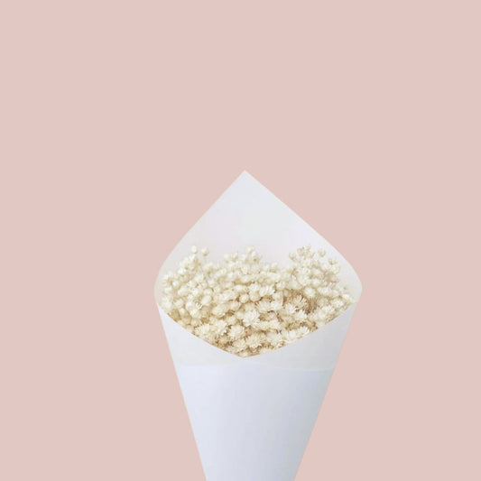 Dried Star Flower - Forgetmenot