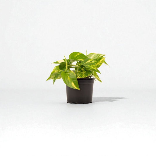 Golden Pothos (Epipremnum aureum) Pot Plant - Forgetmenot