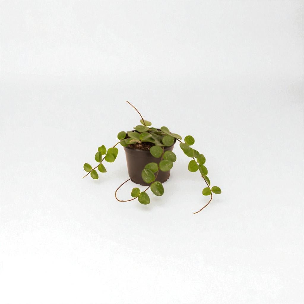 Hoya Mathilde Pot Plant - Forgetmenot