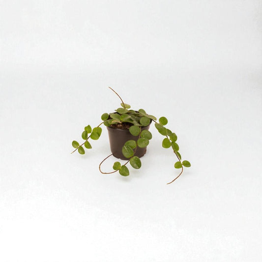 Hoya Mathilde Pot Plant - Forgetmenot