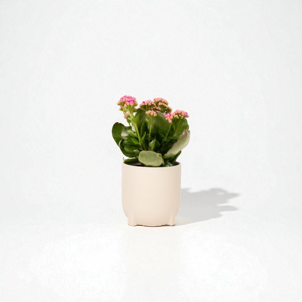 Kalanchoe Pot Plant