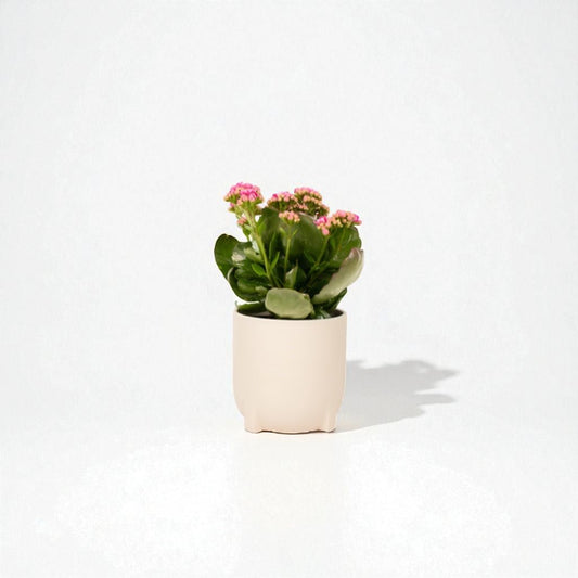 Kalanchoe Pot Plant - Forgetmenot