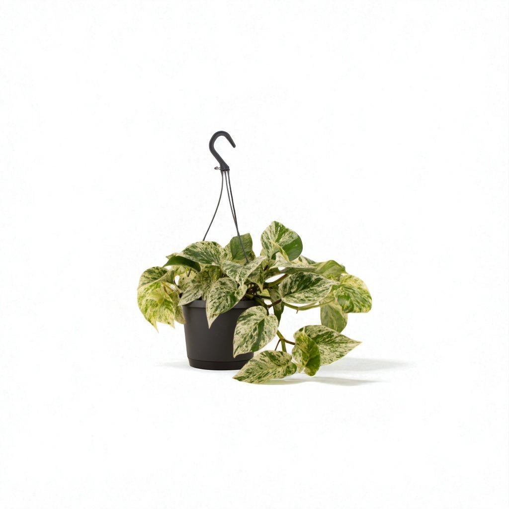 Marble Queen (Epipremnum aureum) Hanging Pot Plant