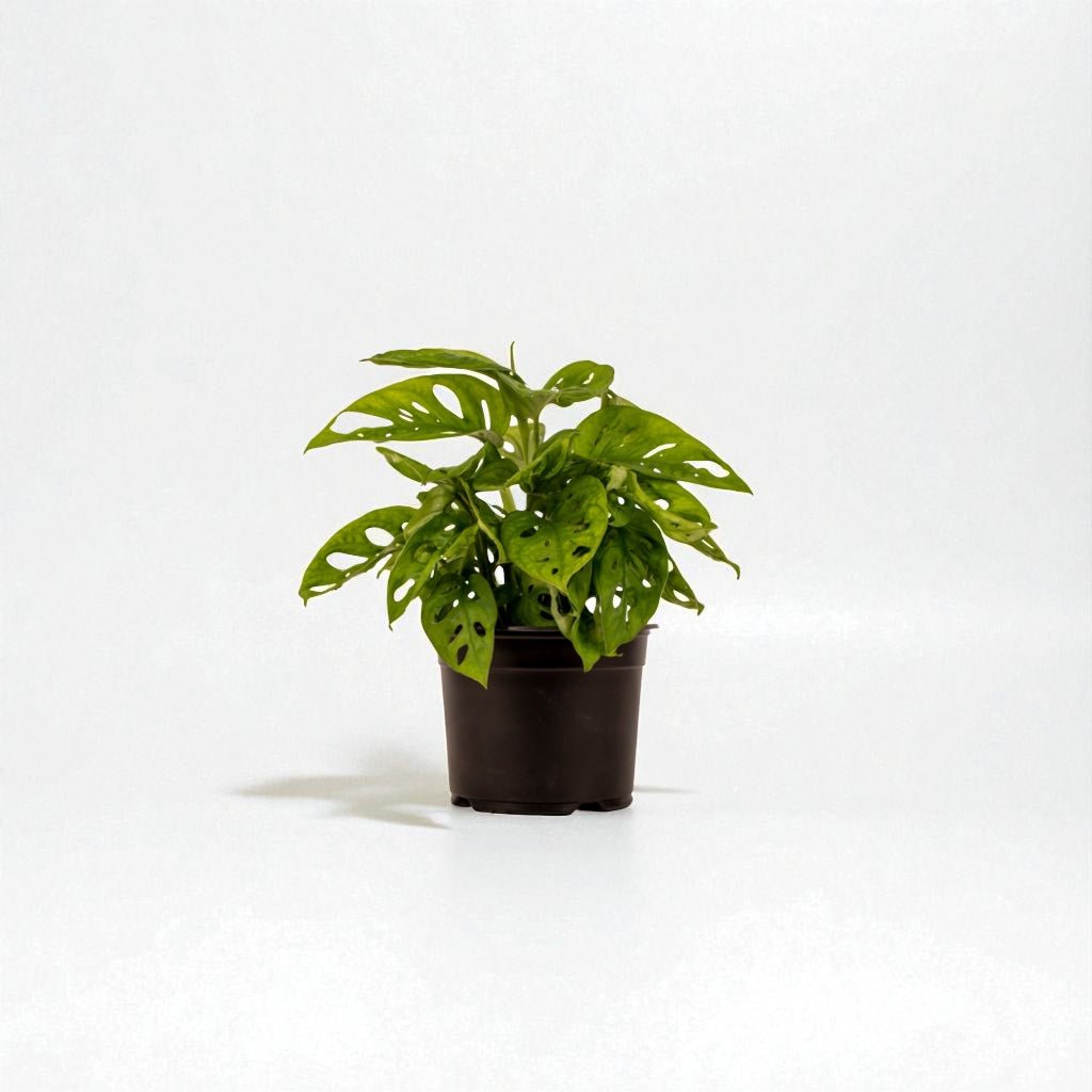 Monstera Monkey Mask Pot Plant - Forgetmenot