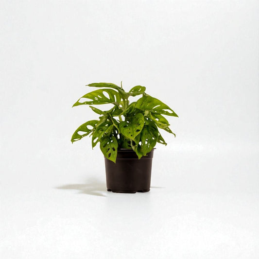 Monstera Monkey Mask Pot Plant - Forgetmenot