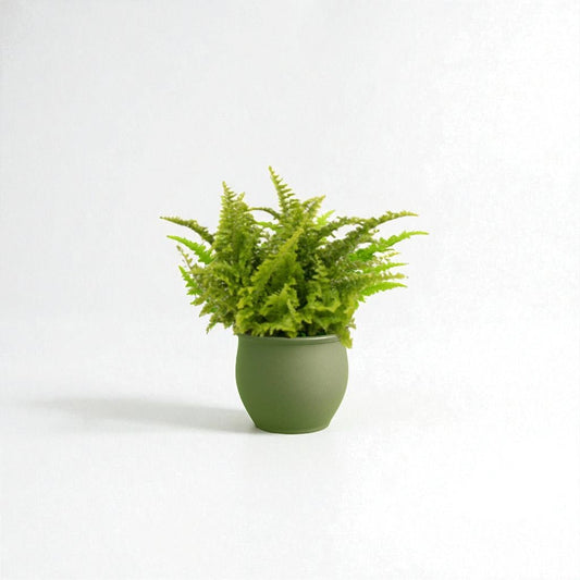 Nephrolepis Fluffy Ruffles Pot Plant - Forgetmenot