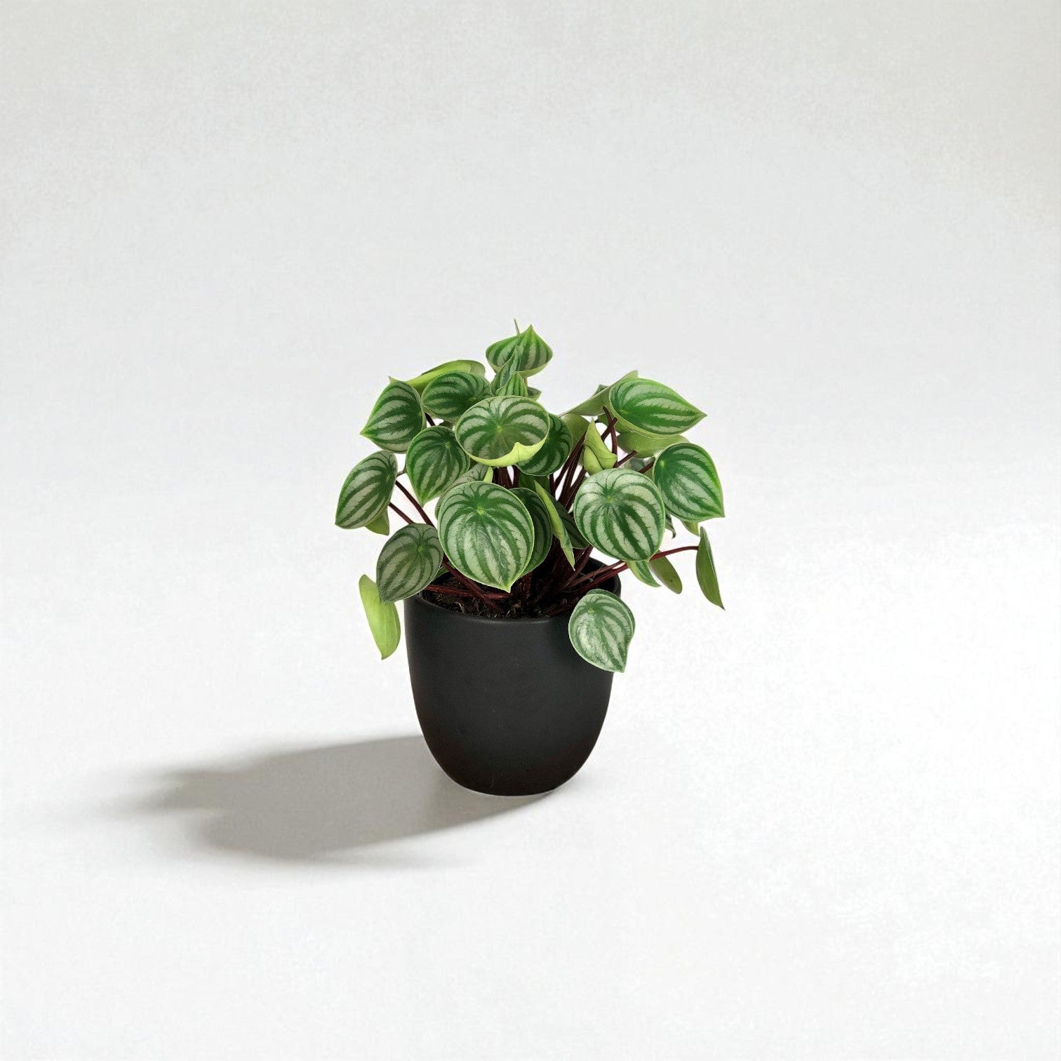Peperomia Mini Watermelon (Peperomia Argyreia) Pot Plant