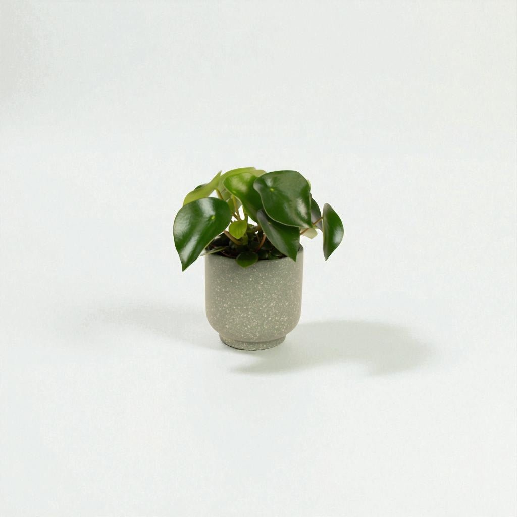 Peperomia Polybotrya Pot Plant - Forgetmenot