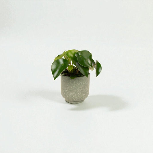 Peperomia Polybotrya Pot Plant - Forgetmenot