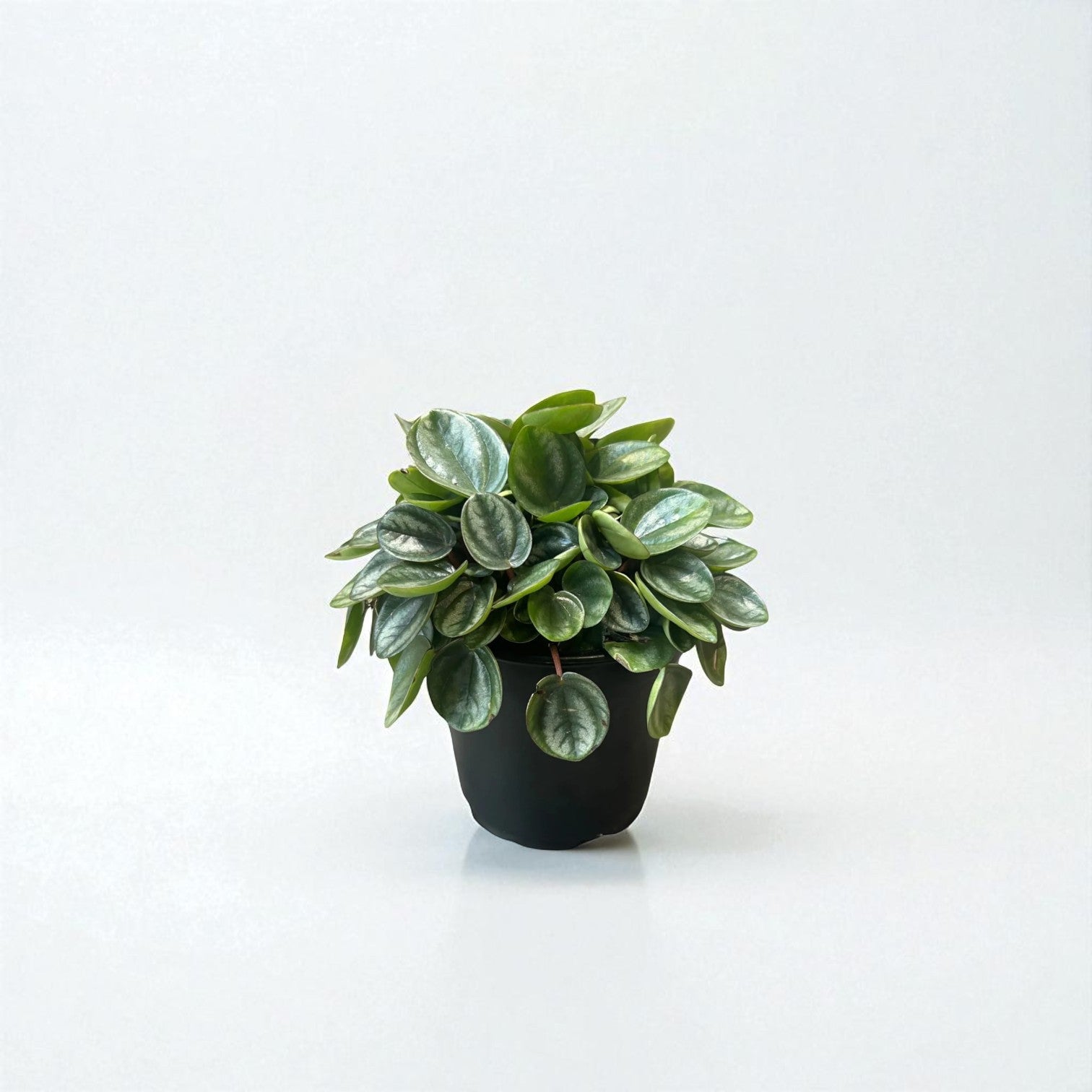 Peperomia Royal Princess Pot Plant