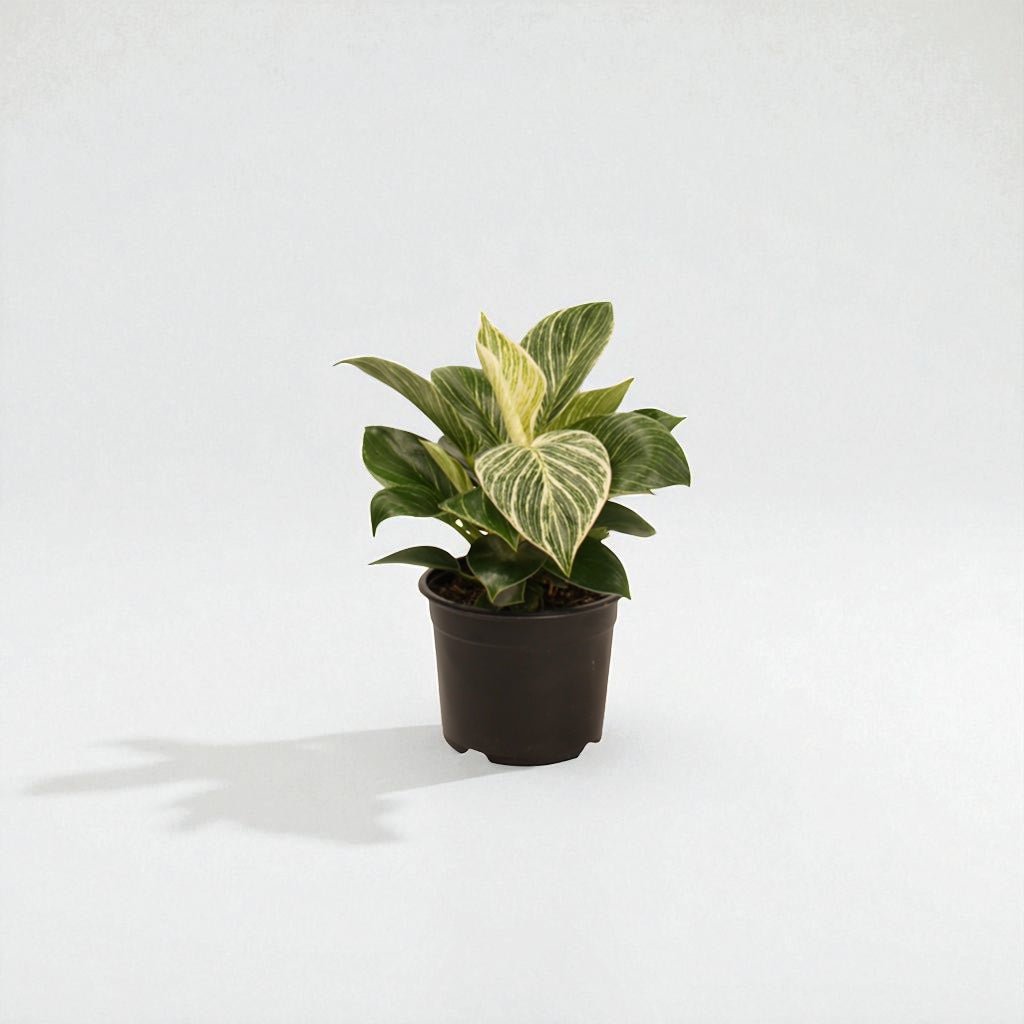 Philodendron Birkin Pot Plant