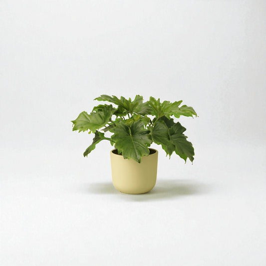 Philodendron Hope Pot Plant - Forgetmenot