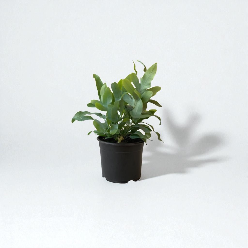 Phlebodium Blue Star Fern Pot Plant