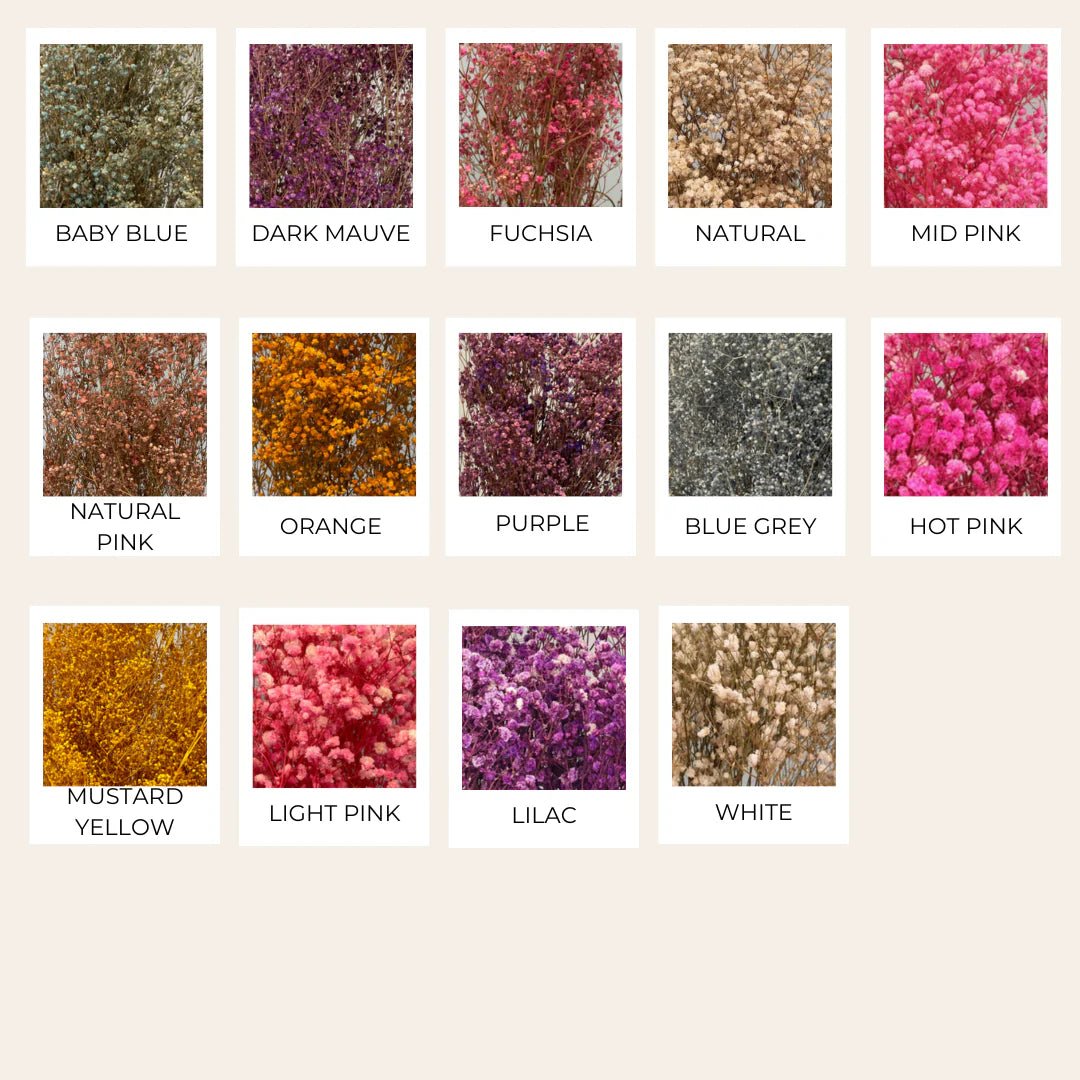 Preserved Baby's Breath (Gyp) - Forgetmenot