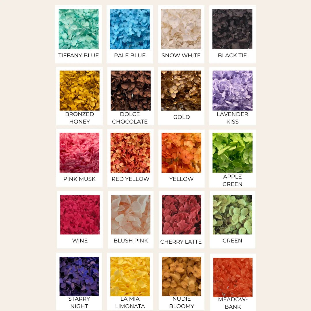 Preserved Hydrangea - Forgetmenot