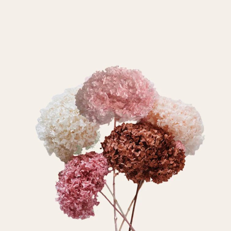 Preserved Hydrangea - Forgetmenot