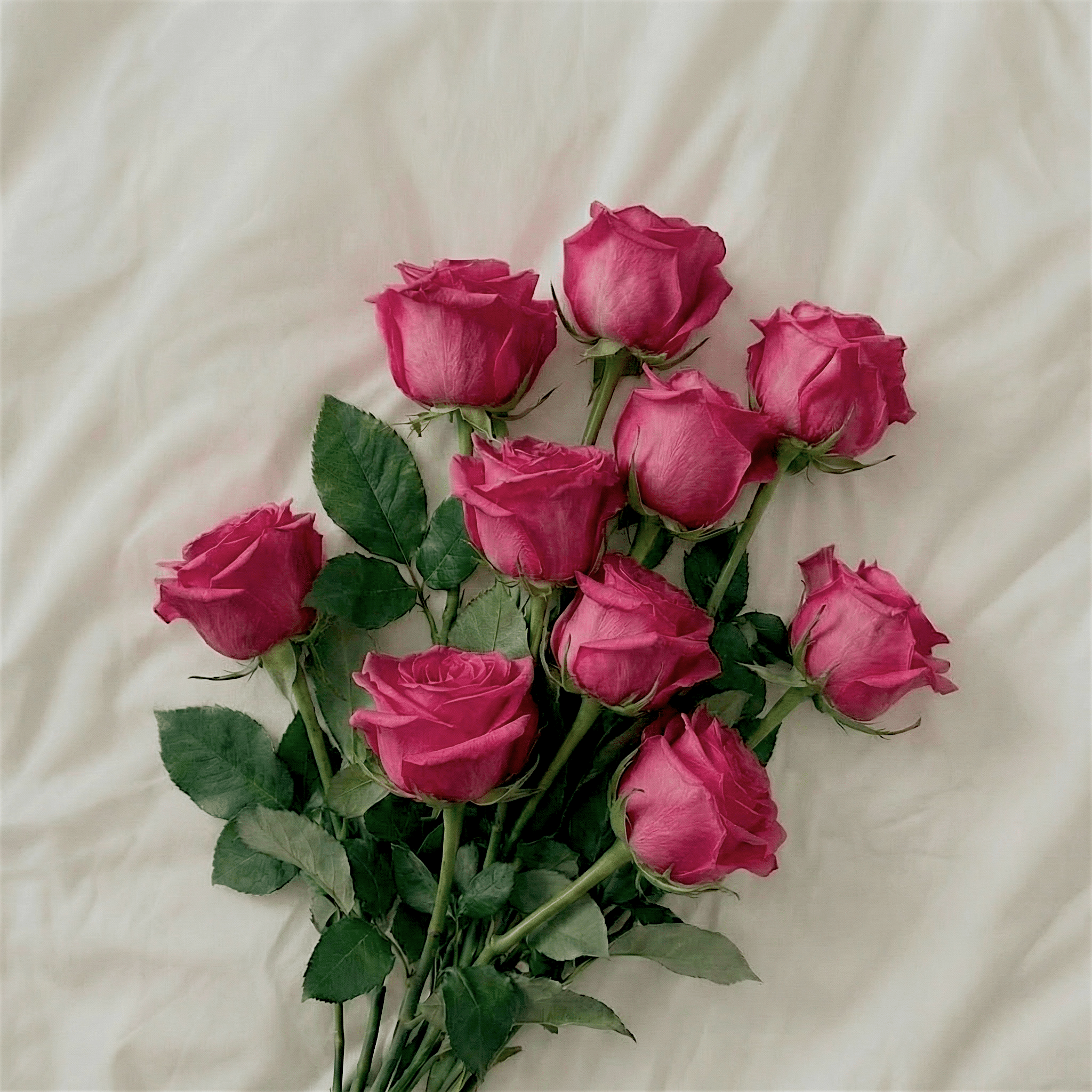Romantic Pink Roses