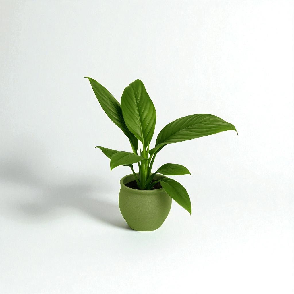 Spathiphyllum Sensation Pot Plant