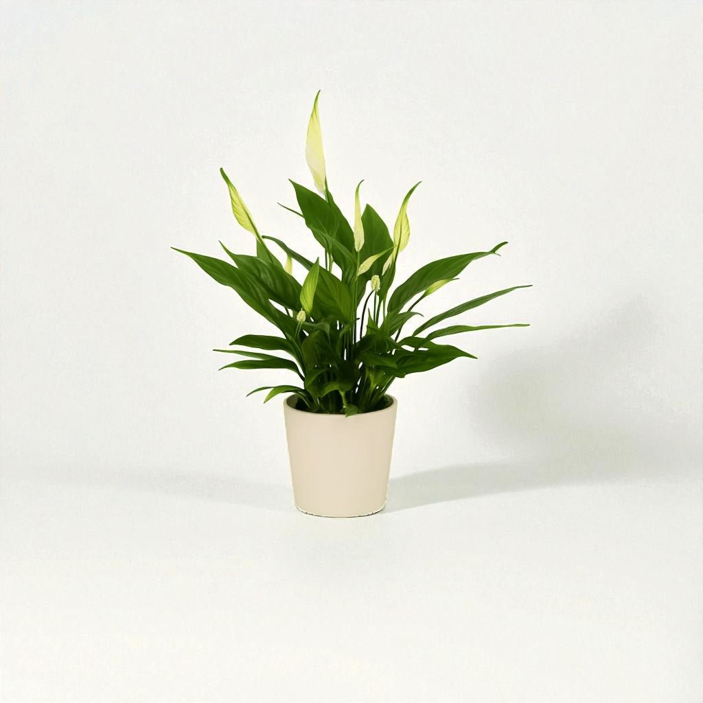 Spathiphyllum Sunshine Girl Pot Plant - Forgetmenot