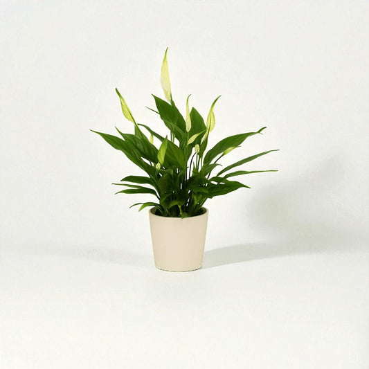 Spathiphyllum Sunshine Girl Pot Plant - Forgetmenot