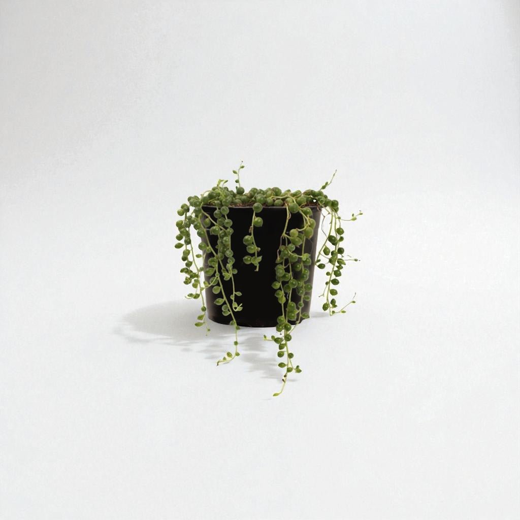 String of Pearls (Senecio rowleyanus) Pot Plant - Forgetmenot