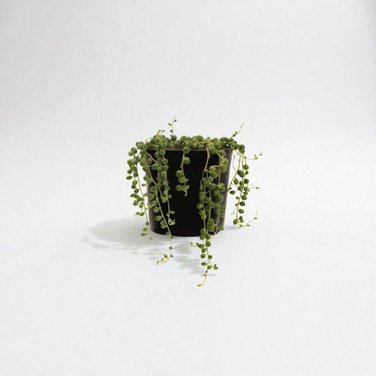 String of Pearls (Senecio rowleyanus) Pot Plant - Forgetmenot